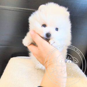 ポメラニアン