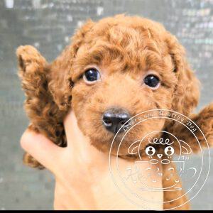 トイプードル