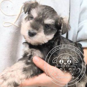 ミニチュアシュナウザー