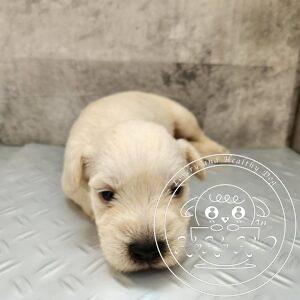 ミニチュアシュナウザー