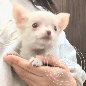 チワワ（ロング）