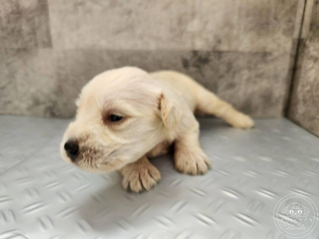 ミニチュアシュナウザー