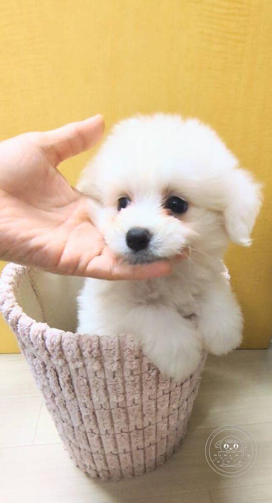 ポメプー(ポメラニアン×トイプードル)