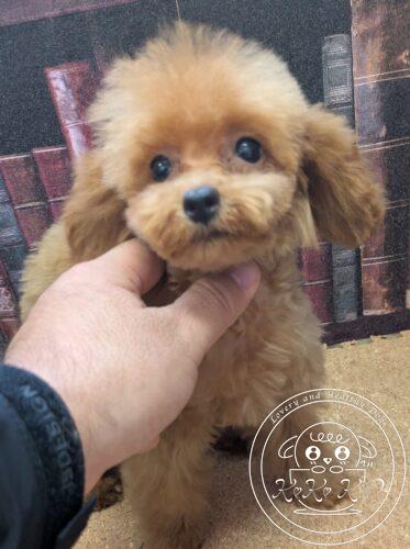 ティーカッププードル