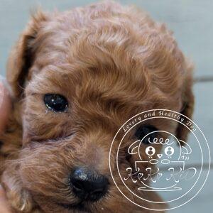 ティーカップ予想のトイプードル