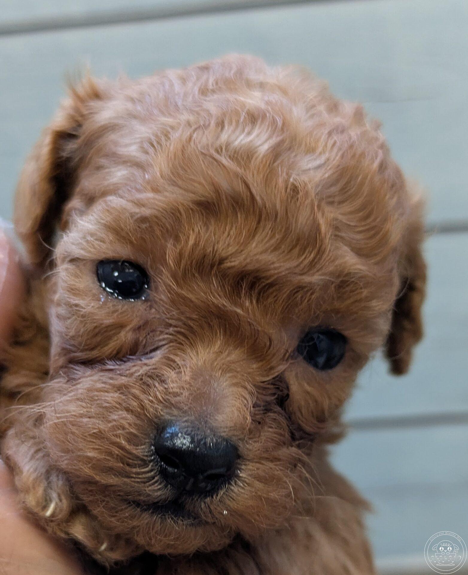 ティーカッププードル