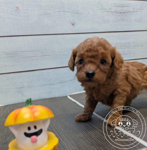 ティーカップ予想のトイプードル