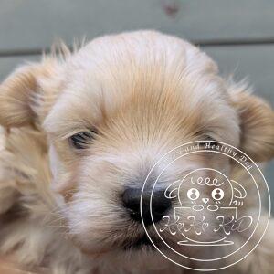 ティーカップからタイニーサイズ予想のトイプードル