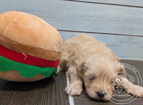 ティーカップからタイニーサイズ予想のトイプードル