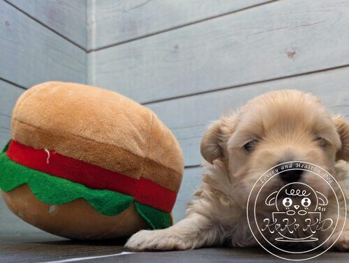 ティーカップからタイニーサイズ予想のトイプードル