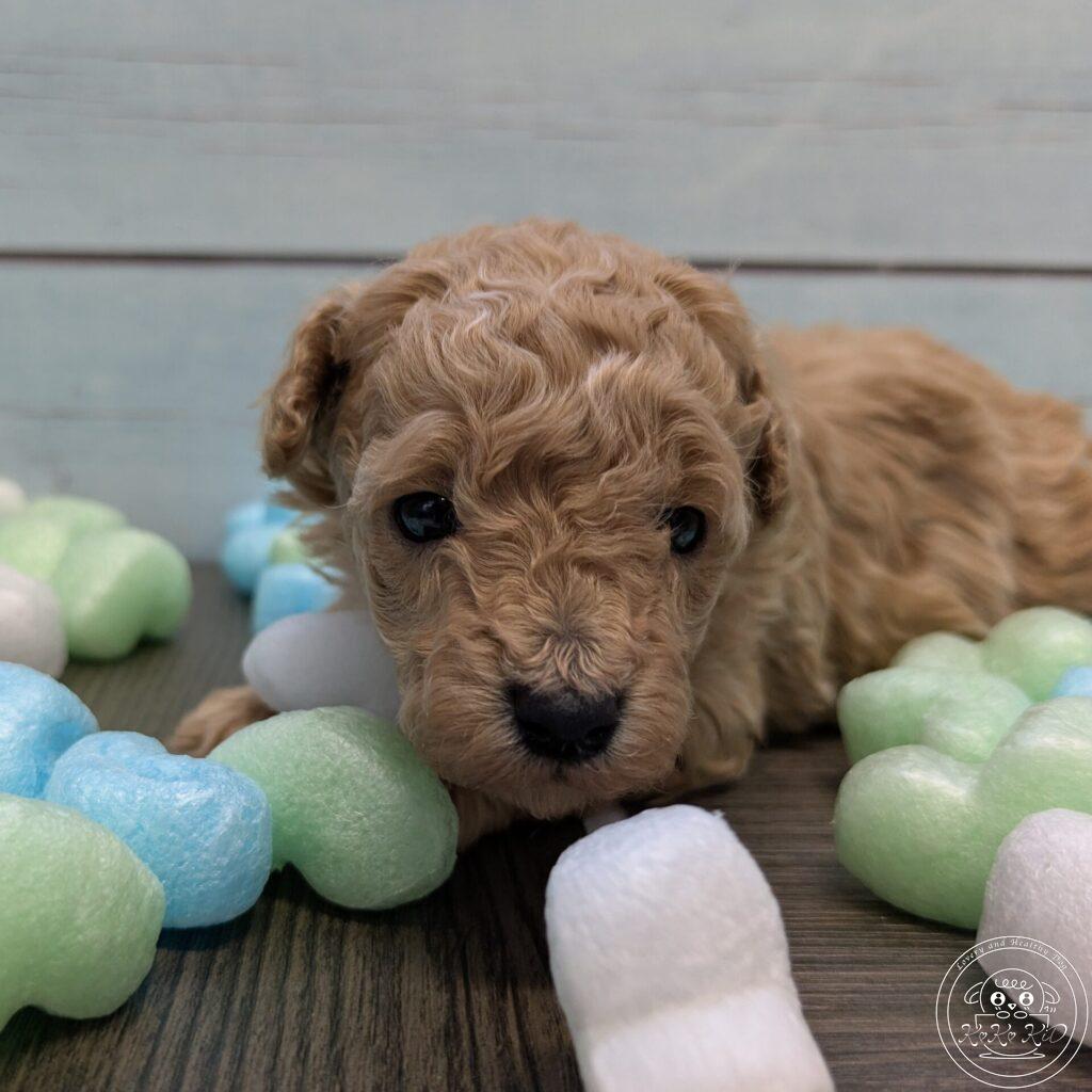 ティーカップ予想のトイプードル