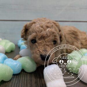 ティーカップ予想のトイプードル