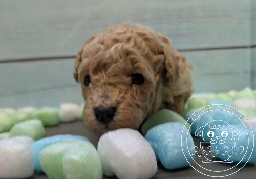 🩷m(_ _;)m≪お礼≫＼(^o^)／🩷 たくさんの子犬の中から、この子をご覧いただきましてありがとうございます！ 🩵🩵≪ワンちゃん情報≫🩵🩵 こちらのワンちゃんは、母性愛が非常に強く持った優しい母犬から産まれた性格のかわいい子です。✨️✨️ お母さんの愛情を受けて、すくすく成長中！ お父さん　犬種:ティーカッププードル　毛色：レッド　体重：1.6　 お母さん　犬種:ティーカッププードル　毛色：アプリコット　体重：2　 ※両親犬共にお鼻(マズル)が短いので短い仔犬ちゃんです。(>ω