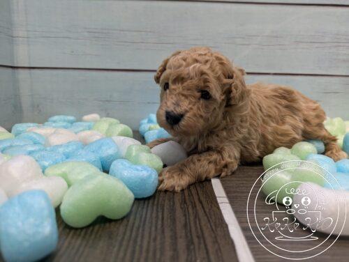 🩷m(_ _;)m≪お礼≫＼(^o^)／🩷 たくさんの子犬の中から、この子をご覧いただきましてありがとうございます！ 🩵🩵≪ワンちゃん情報≫🩵🩵 こちらのワンちゃんは、母性愛が非常に強く持った優しい母犬から産まれた性格のかわいい子です。✨️✨️ お母さんの愛情を受けて、すくすく成長中！ お父さん　犬種:ティーカッププードル　毛色：レッド　体重：1.6　 お母さん　犬種:ティーカッププードル　毛色：アプリコット　体重：2　 ※両親犬共にお鼻(マズル)が短いので短い仔犬ちゃんです。(>ω