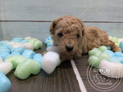 🩷m(_ _;)m≪お礼≫＼(^o^)／🩷 たくさんの子犬の中から、この子をご覧いただきましてありがとうございます！ 🩵🩵≪ワンちゃん情報≫🩵🩵 こちらのワンちゃんは、母性愛が非常に強く持った優しい母犬から産まれた性格のかわいい子です。✨️✨️ お母さんの愛情を受けて、すくすく成長中！ お父さん　犬種:ティーカッププードル　毛色：レッド　体重：1.6　 お母さん　犬種:ティーカッププードル　毛色：アプリコット　体重：2　 ※両親犬共にお鼻(マズル)が短いので短い仔犬ちゃんです。(>ω