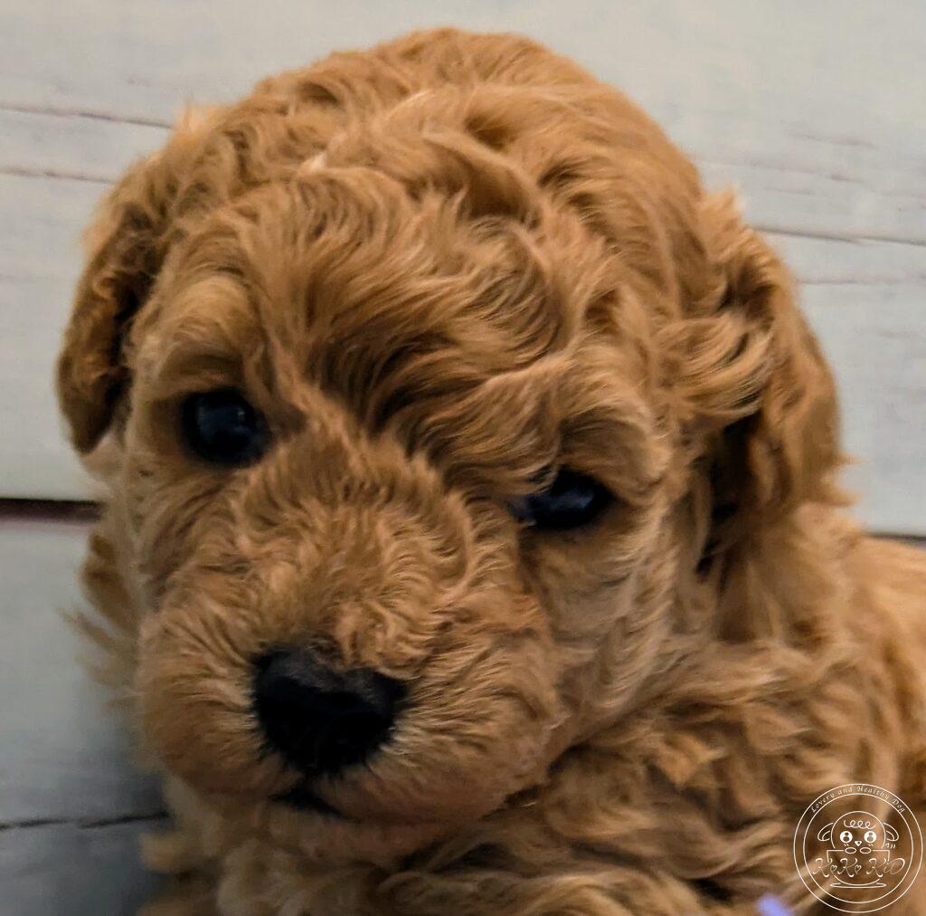 ティーカップ予想のトイプードル