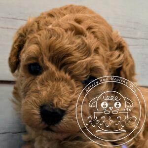 ティーカップ予想のトイプードル