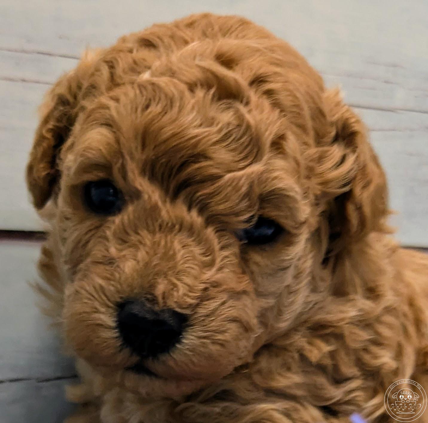 ティーカッププードル