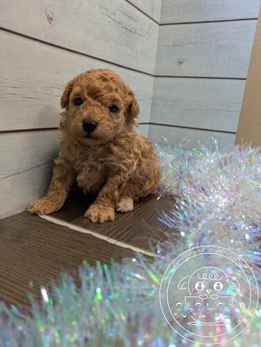 ティーカップ予想のトイプードル