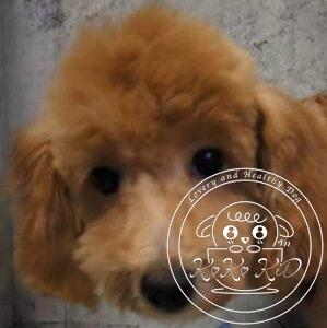 タイニープードル