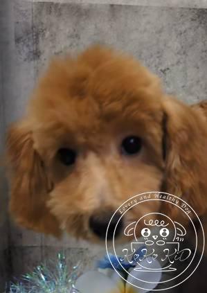 タイニープードル