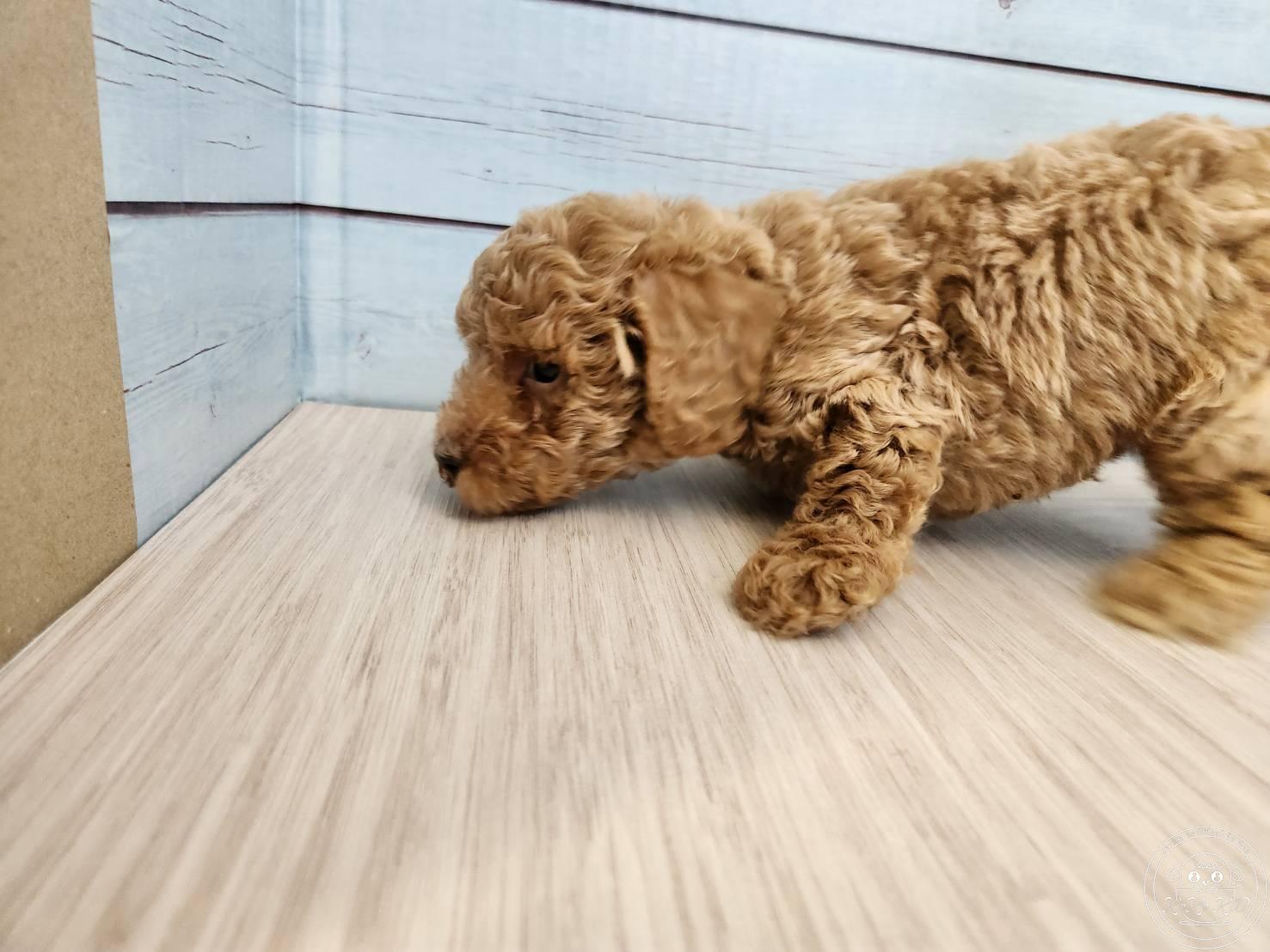 タイニープードル