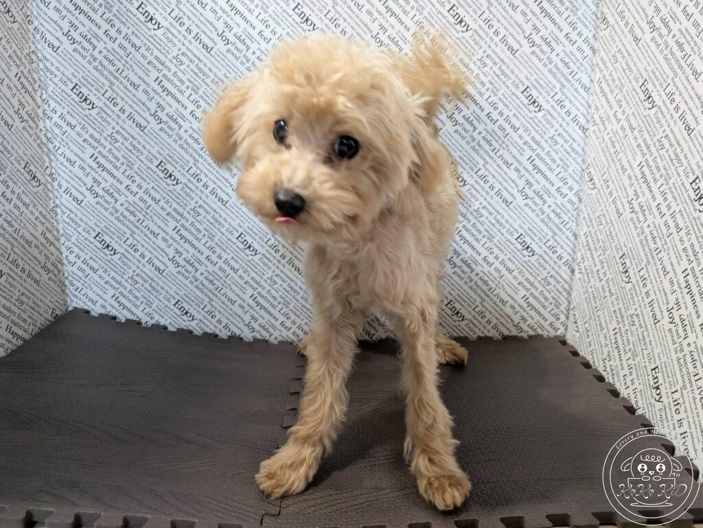 ティーカッププードル