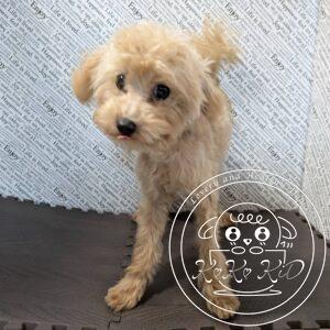 ティーカッププードル