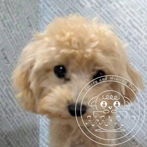 ティーカッププードル