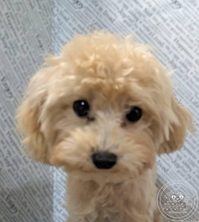 ティーカッププードル