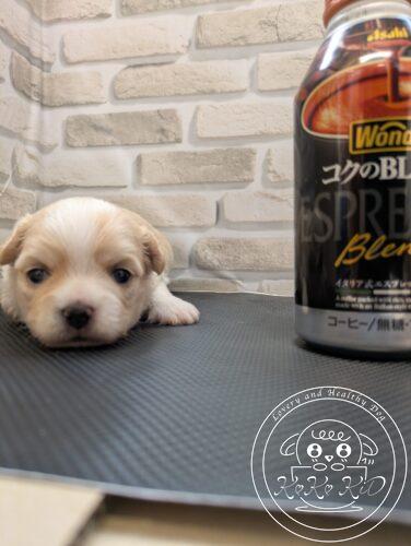 ミックス犬