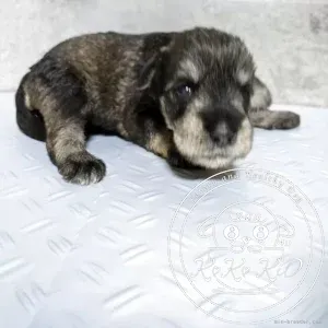 ミニチュアシュナウザー