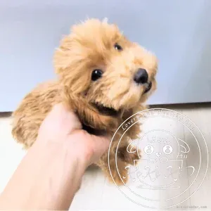 ティーカッププードル