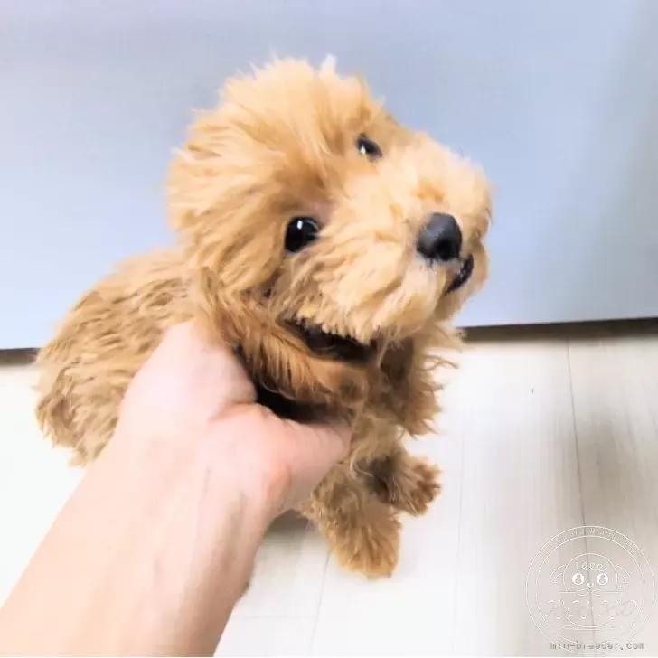ティーカッププードル