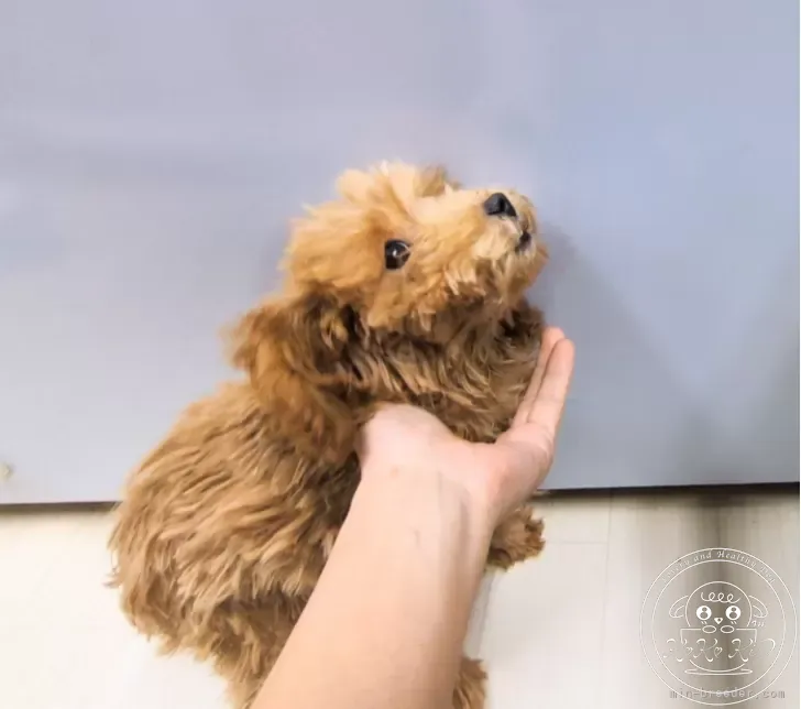 ティーカッププードル