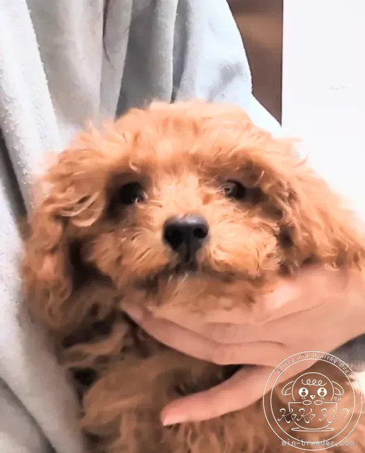 ティーカッププードル