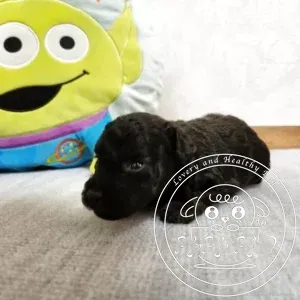 ティーカッププードル