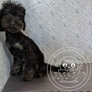 ティーカッププードル