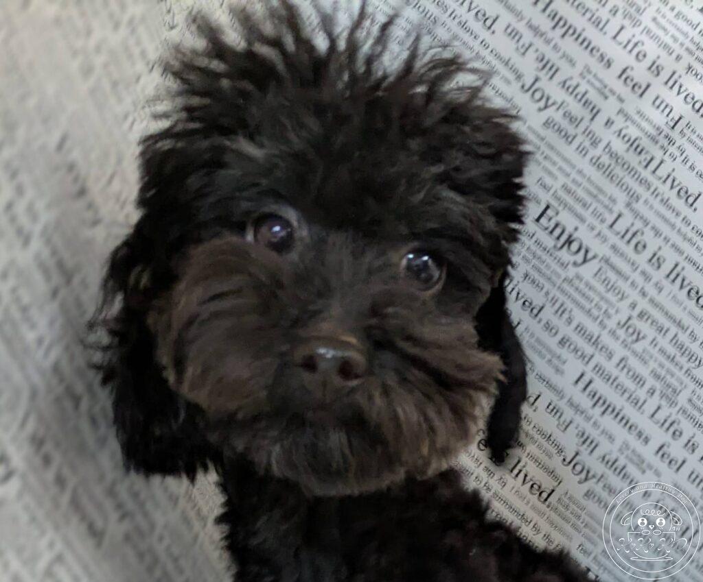 ティーカッププードル