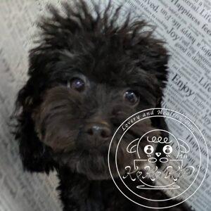 ティーカッププードル