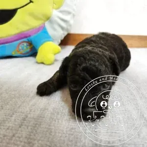 ティーカッププードル
