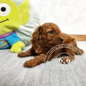 ティーカッププードル