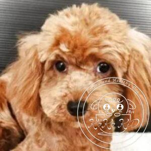 タイニープードル