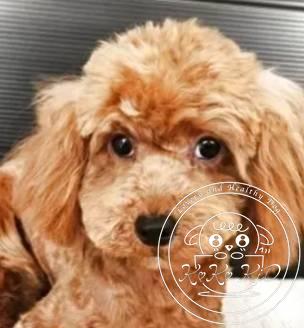 タイニープードル