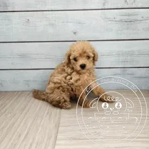 ティーカッププードル