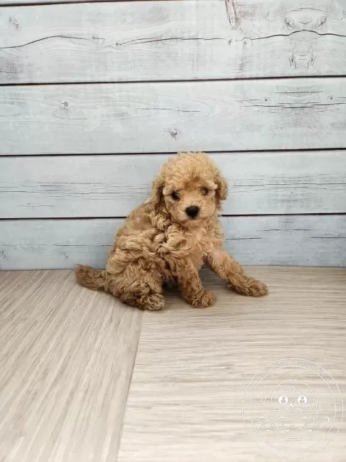 ティーカッププードル