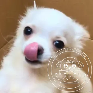 チワワ（ロング）
