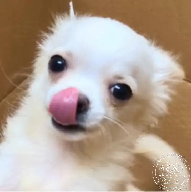 チワワ(ロング)
