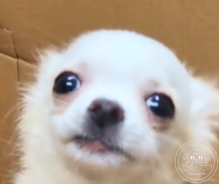 チワワ(ロング)
