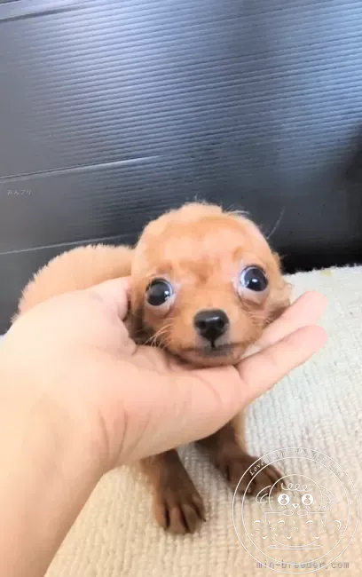 チワプー(チワワ×トイプードル)